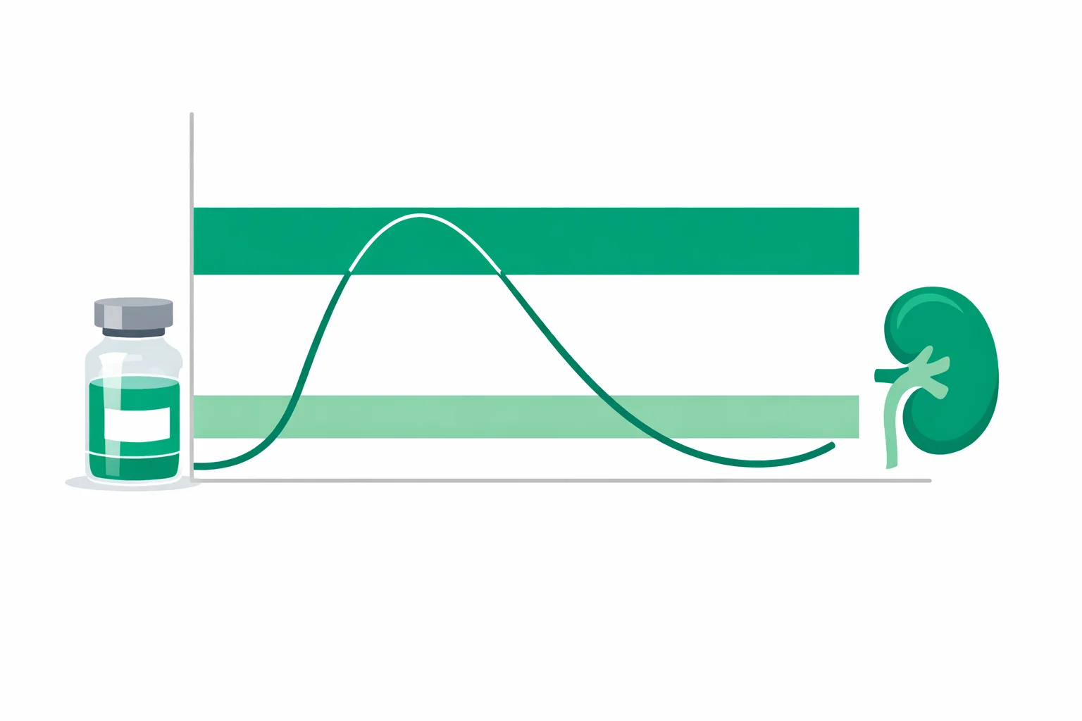 Medical illustration of a gentamicin concentration-time curve across one dosing interval with peak and trough target bands, an IV vial, and a kidney icon